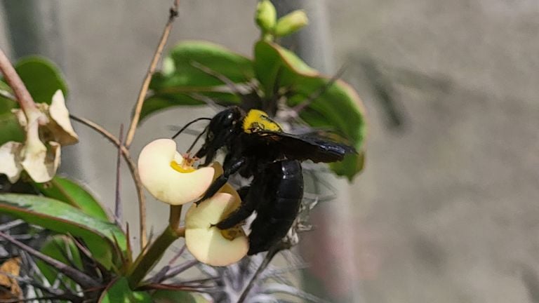 Jeske spotte deze bij in Gran Canaria (Foto: Jeske van Heeswijk). 
