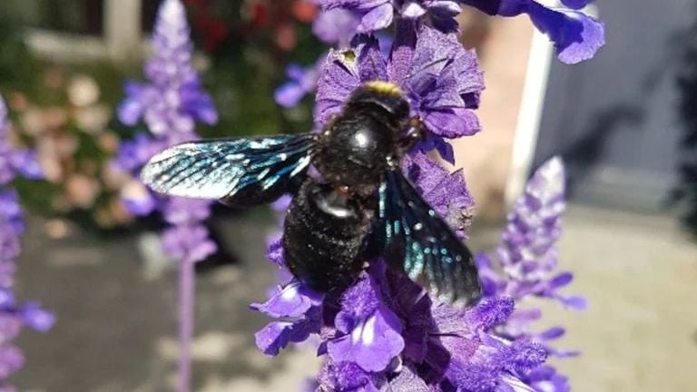 De blauwzwarte houtbij is bij ons in Nederland bekend (foto: Berry De Haas).