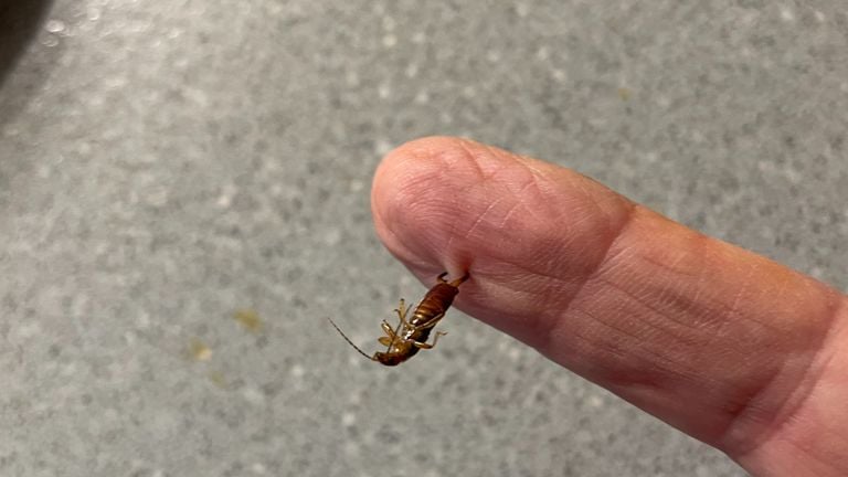 De oorworm die Diny aan haar vingers had hangen (Foto: Diny Fiddelaers).. 