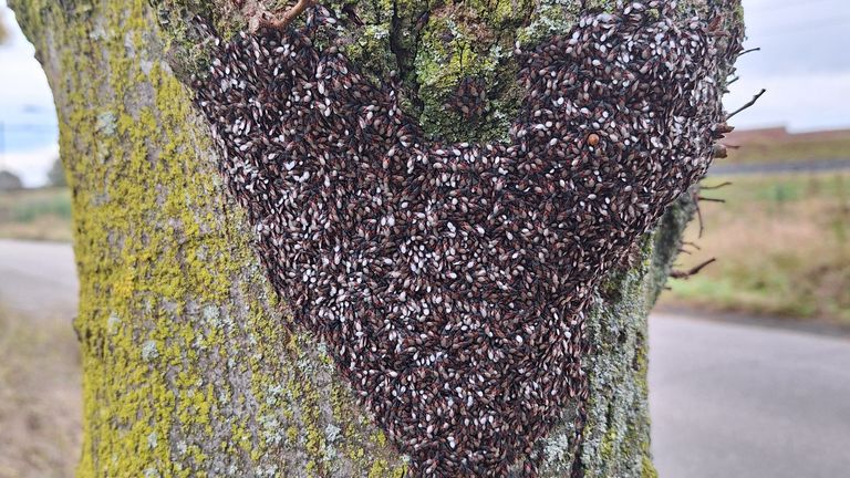 Een groot hart van insecten op een boomstam (Foto: Cissy Strijbosch). 