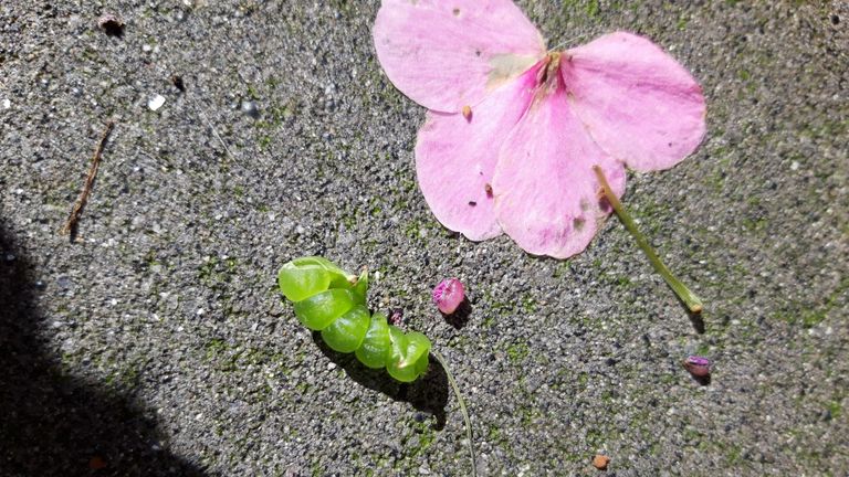 Reuzenbalsemien schiet de zaadjes weg en wat overblijft zijn de dozen (foto: Jolanda Quirijns)