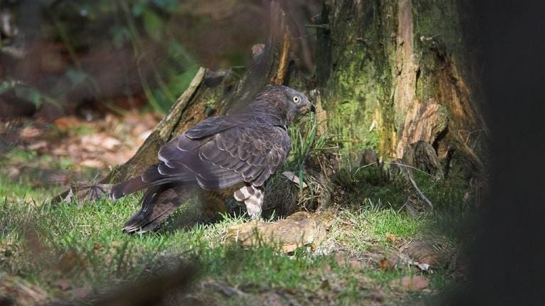 Dit is de wespendief (foto: Martin Mollet). 