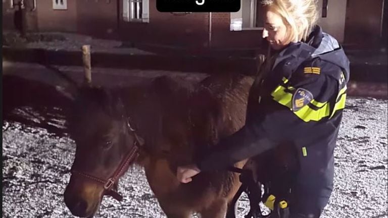 Loslopend paard (foto: Instagram / Politie Veldhoven Waalre)