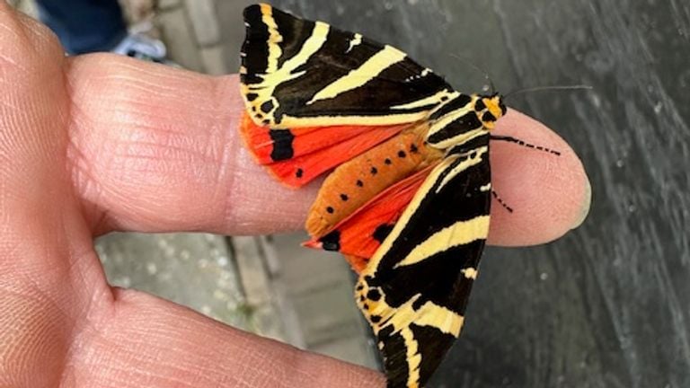 De nachtvlinder kwam zelfs even gedag zeggen (Foto: Winny Stegwee).