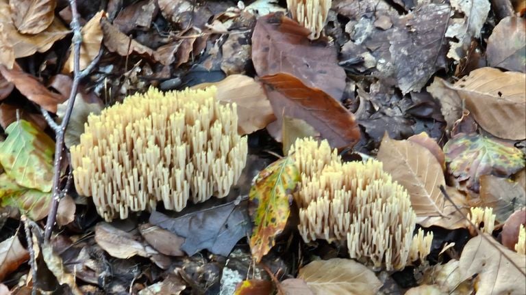 Marianne zag 'koraal' in het Bergse bos (Foto: Marianne Wijten).