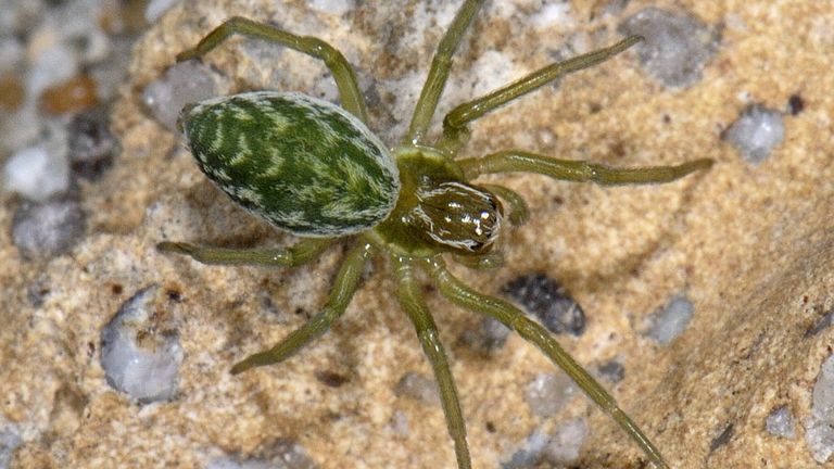Dit spinnetje is 5 millimeter groot en heet; groen kaardertje.  (foto: Saxifraga Ab H Baas). 