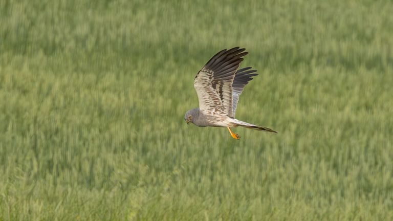 Grauwe Kiekendief (foto; IVN Uden Vogelwacht Uden) 