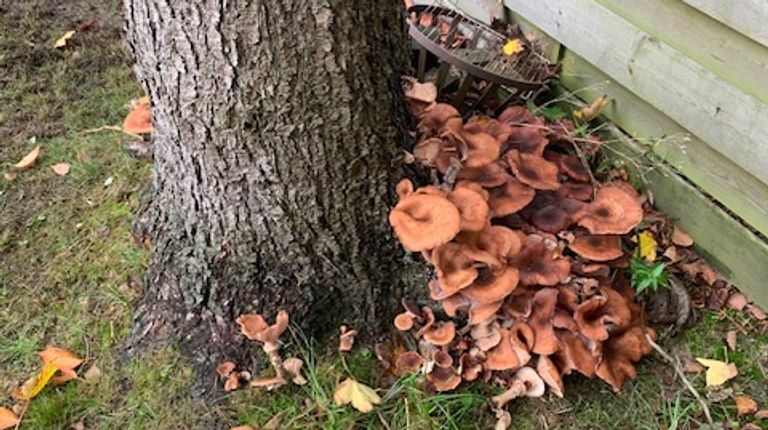 Veel paddenstoelen en vruchtlichamen bij een omgehakte spar (foto: Paula Spruyt).