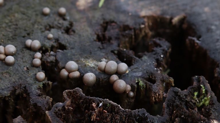 Deze bolletjes zijn vruchtlichamen van de kogelzwam (foto: Daantje Veulings).