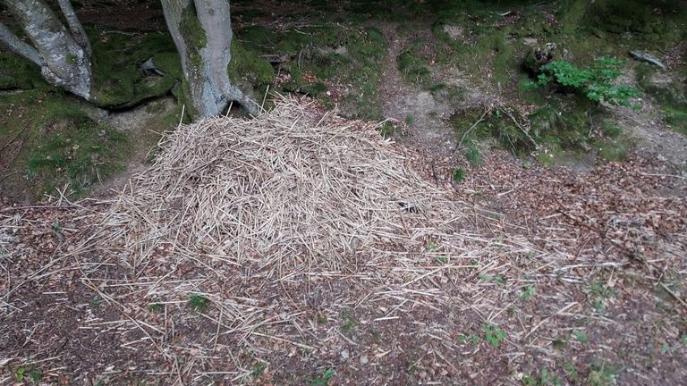 Wat voor nest is dit? (foto: Henk Meelen).