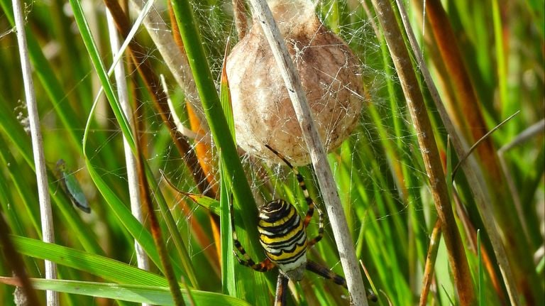 Wespspin met een cocon (foto: André van Drunen).