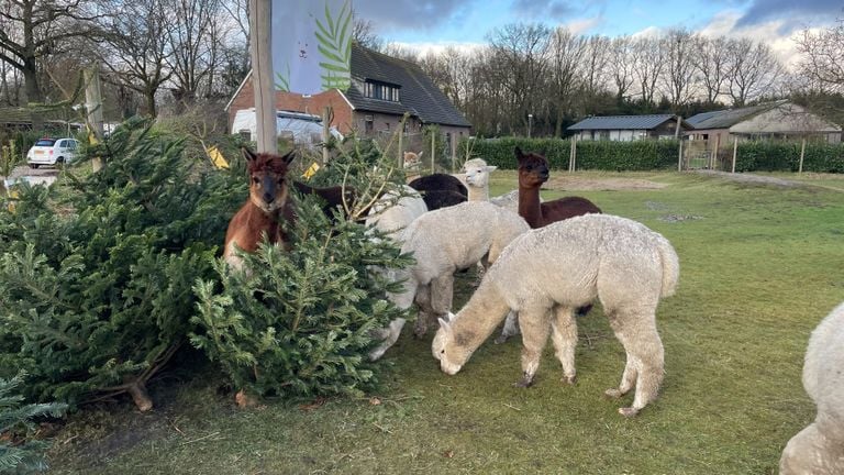 De alpaca's lopen graag door de naaldbomen heen om zichzelf te krabben (foto: Imke van de Laar).