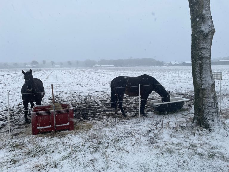 Paarden in de wei bij Neerkant (foto: René van Hoof).