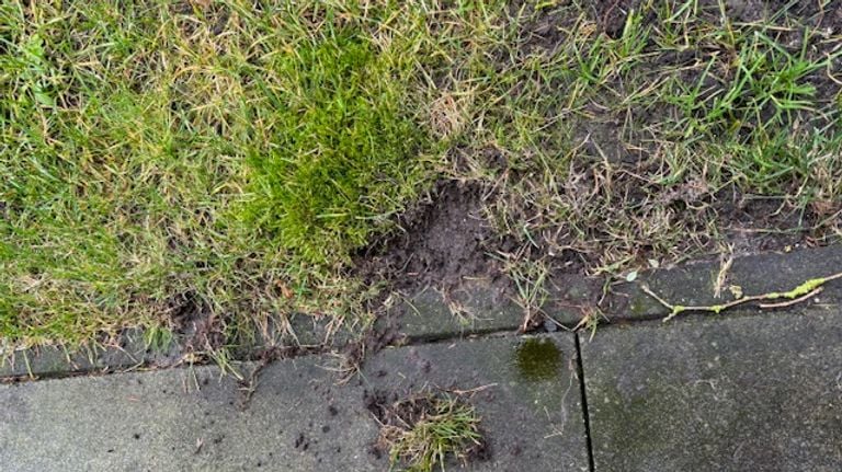 Vogels pikken het gras weg om bij insecten te komen (foto: Ineke Scholten)