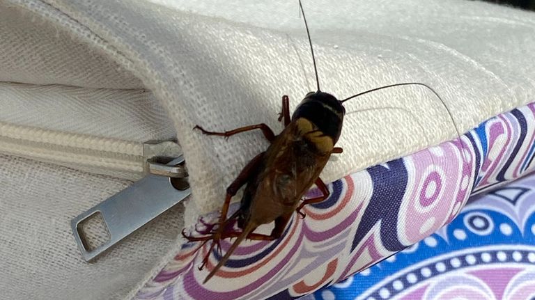 Cora wil graag weten welk 'enorm' insect op haar strandtas landde (foto: Cora Poot).