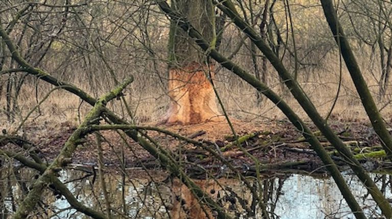 Een bever heeft aan deze boom geknaagd (foto: Mieke de Bruin)