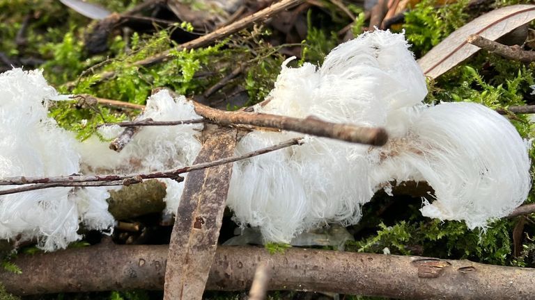 Zo ziet ijshaar of ook wel ijsbaard er uit (foto:Joep Leijendekkers)