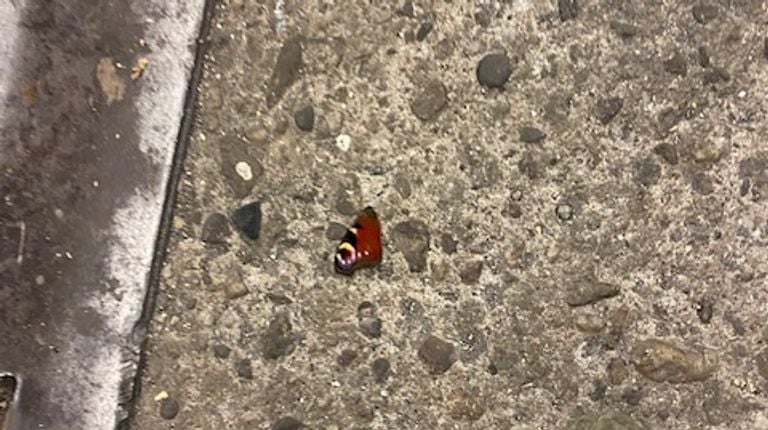 In een loods lagen stukjes vleugels van dagpauwogen (foto: Coen Geensen).