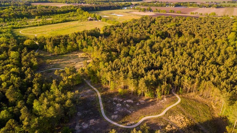 Dit is de natuurbegraafplaats in Maashorst.