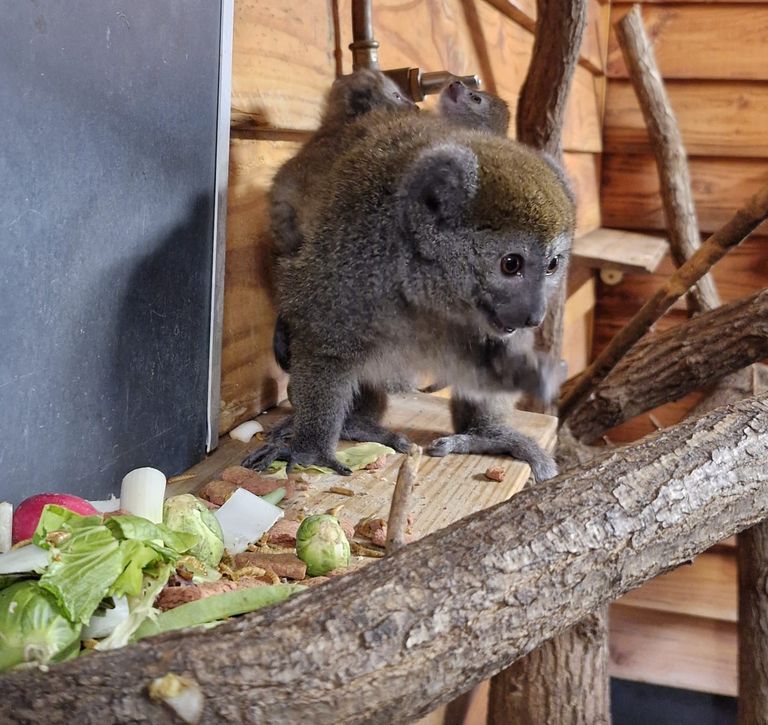 Foto: ZooParc Overloon.