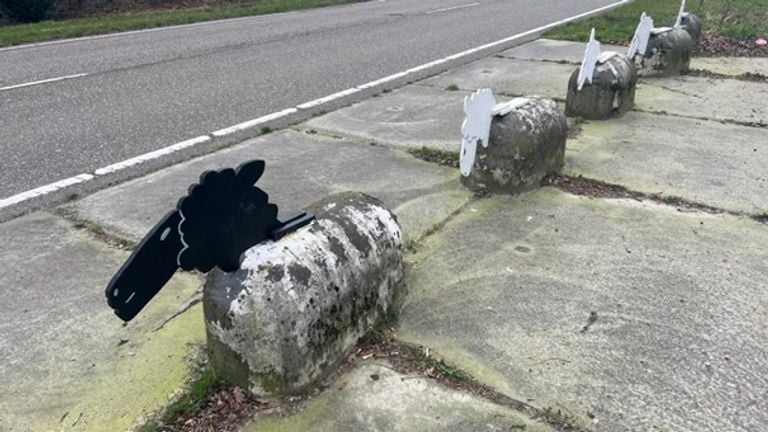 Er is er altijd eentje het zwarte schaap (foto: Studio040).