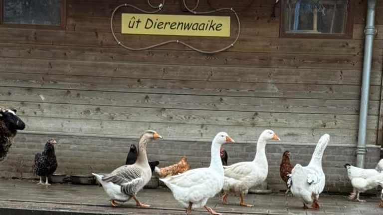De vogels bij kinderboerderij ût Dierenwaaike in Hapert (foto: Facebook ût Dierenwaaike).