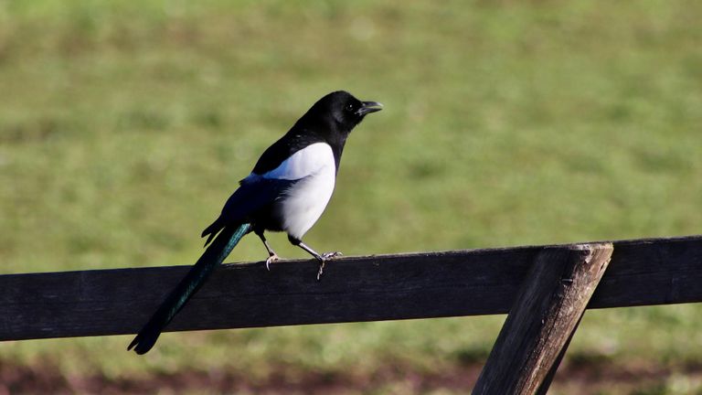 Een jonge ekster (foto: Pixabay).