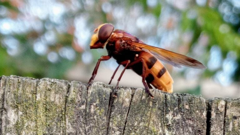 Dit is geen wesp maar een zweefvlieg (foto: Conny Geelen)