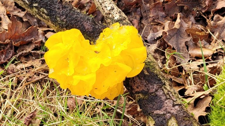 Dit is een gele trilzwam die later steeds bleker wordt (foto: G. Visser)