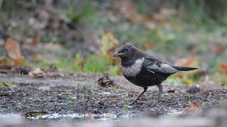 Een beflijster (foto: Saxifraga/mark Zekhuis).