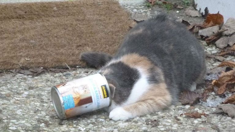 Poes zit vast in blikje eten (foto: Dierenbescherming).