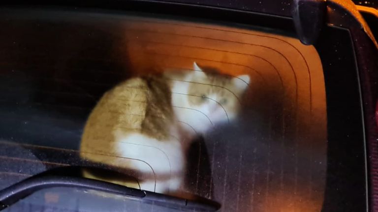 De kater opgesloten in de ijskoude auto (foto: Dierenambulance Zuid-Oost Brabant).