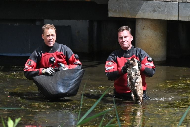De duikers met Elmo (foto: Cor van Dongen/SQ Vision).