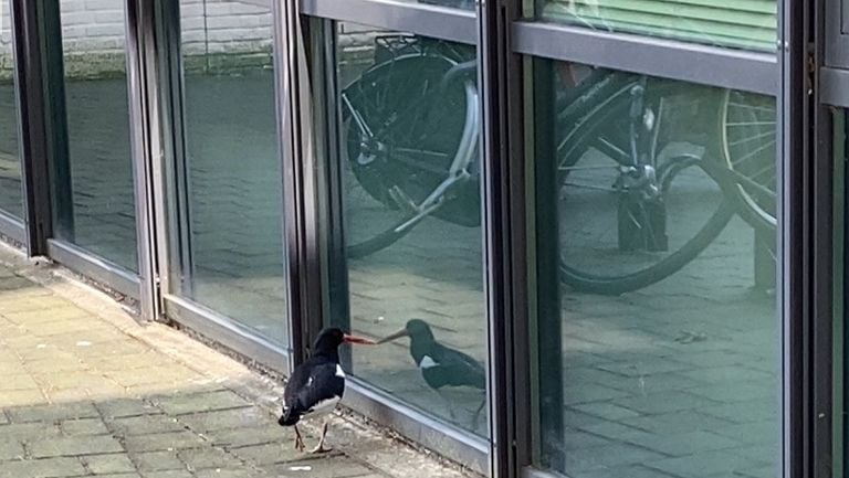 Een scholekster met spiegelbeeld (foto: Jolanda Kantelberg).