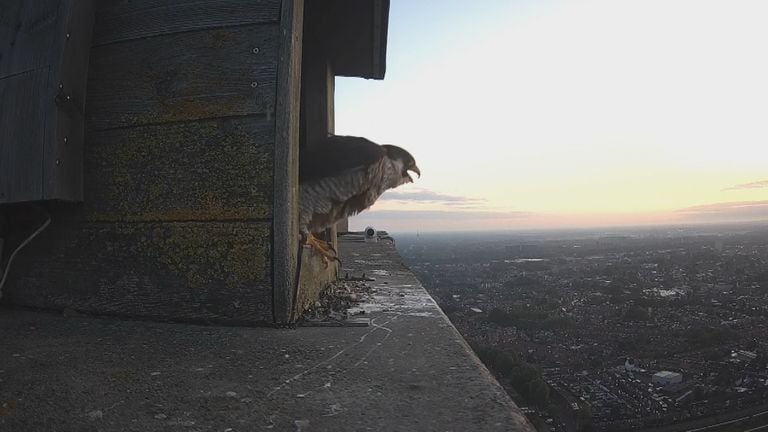 De slechtvalk is het snelste dier ter wereld (foto: Omroep Tilburg).