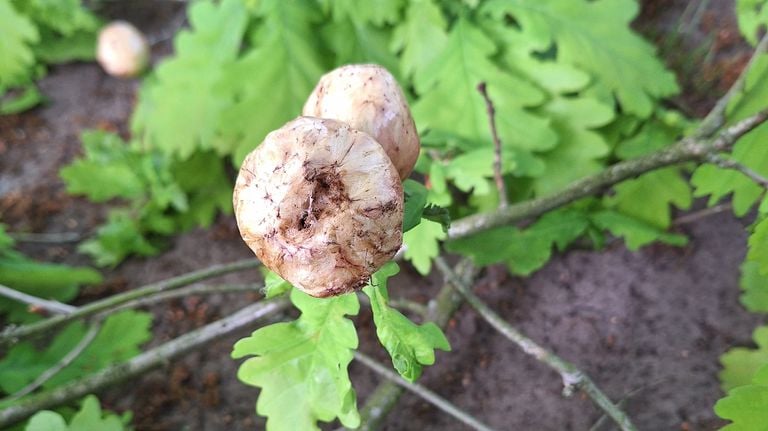 Aardappelgallen (foto: Lis Schrijver).