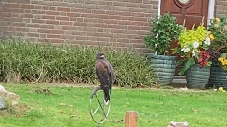 Een woestijnbuizerd (foto: Kees Weijters).