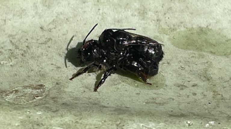 De paring van twee zandbijen (foto: Noortje van den Broek).