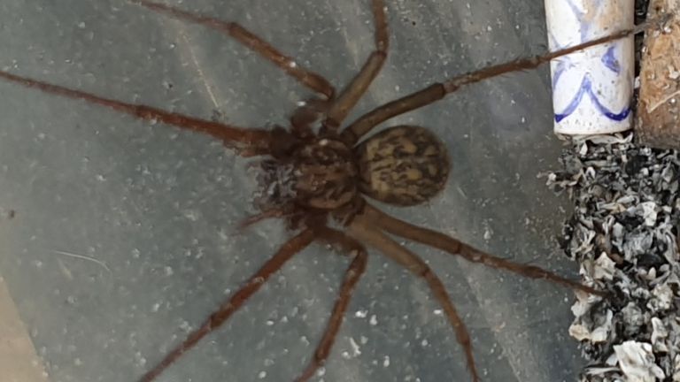 Een huisspin spec. (foto: Gerard Jumpertz).