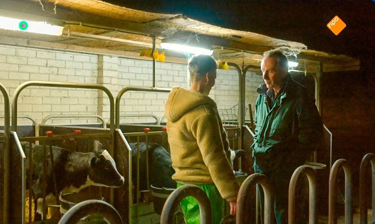 De kalfjes van boer Jan kunnen elkaar niet aanraken (still Boer zoekt vrouw).
