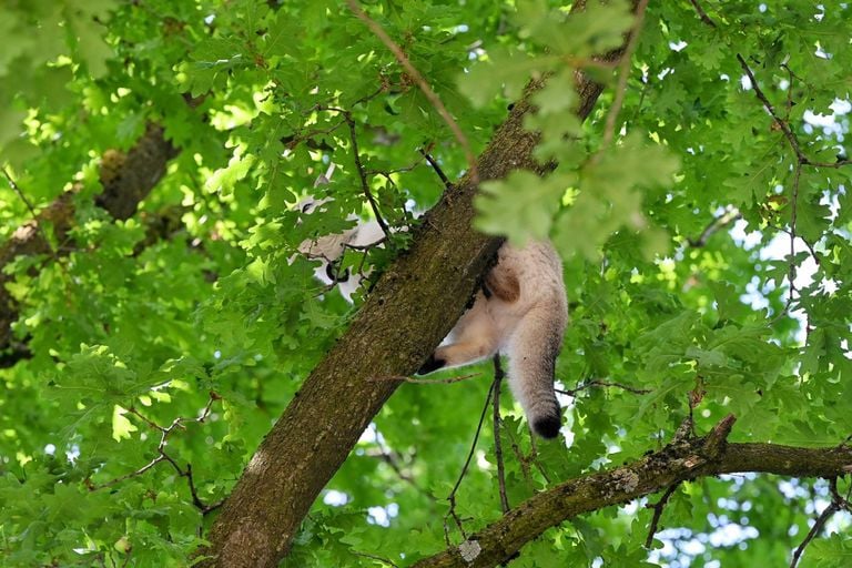 Foto: Persbureau Heitink