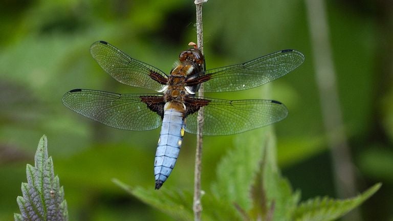 Een platbuikmannetje (foto: Saxifraga/Ab H. Baas).