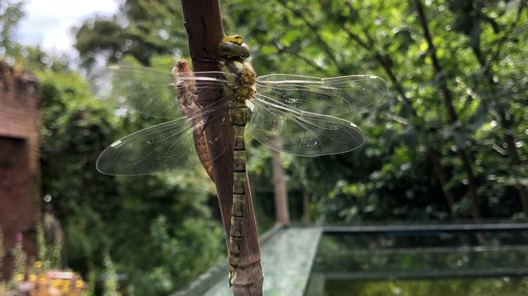 Het uitsluipen van de blauwe glazenmaker (foto: Marlies Schetters).