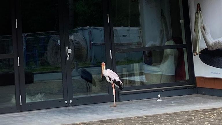 Het dier was weggevlogen van de Beekse Bergen (foto: Jan Harm Spijkervet).