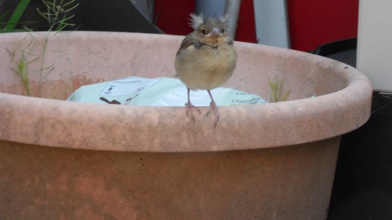 Een jonge roodborst (foto: Willy Heesakkers).