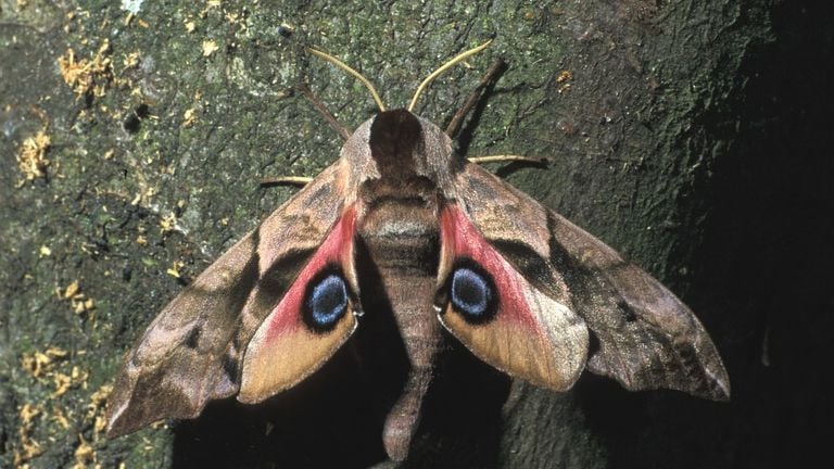 Een pauwoogpijlstaart (foto: Saxifraga/Frits Bink).