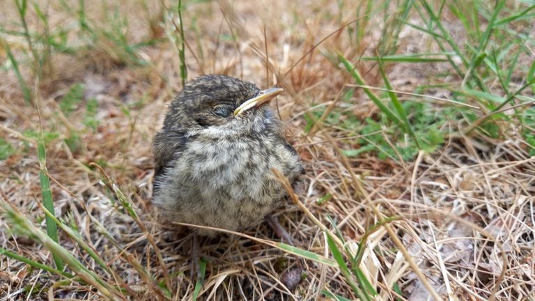 Een jonge bonte vliegenvanger (foto: Johan van Knegsel).