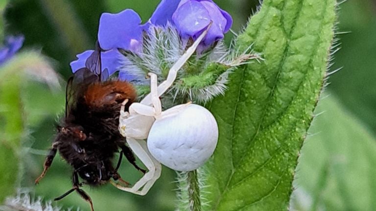De gewonde kameleonspin met een steenhommel (foto: Frenk van Mulukom).