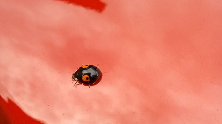 Het tweevlekkig Aziatisch lieveheersbeestje (foto: Gerda Vis).