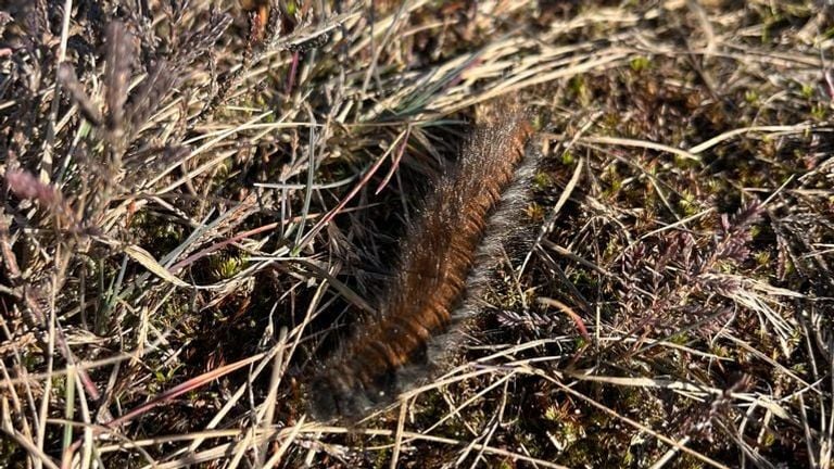 Een veelvraatrups (foto: Ingrid Joosse).